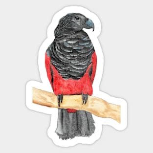 dracula parrot watercolor Sticker